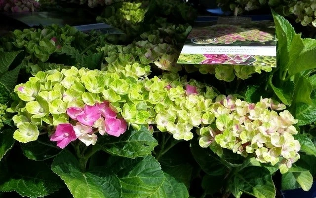 Hortensia (Hydrangea 'Magical Jewel Pink') 5 Hortensia (Hydrangea 'Magical Jewel Pink') - Afbeelding 3