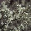 Krentenboompje, Bosplantsoen (Amelanchier Lamarckii) -DIRECTPLANT Winkel amlamarc 13 1