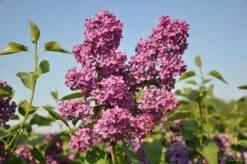Sering (Syringa Vulgaris 'Andenken An Ludwig Spath')