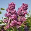 Sering (Syringa Vulgaris 'Andenken An Ludwig Spath') -DIRECTPLANT Winkel andenken an ludwig spath 1