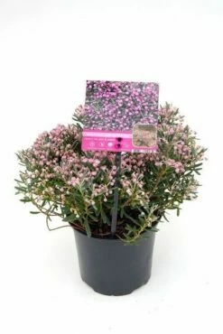 Lavendelheide (Andromeda Polifolia 'Blue Ice') -DIRECTPLANT Winkel andromeda p. blue ice 2 hr 1