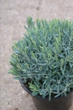 Lavendelheide (Andromeda Polifolia 'Blue Ice') -DIRECTPLANT Winkel andromeda polifolia blue ice 1
