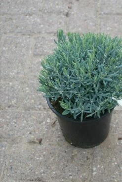 Lavendelheide (Andromeda Polifolia 'Blue Ice') -DIRECTPLANT Winkel andromeda polifolia blue ice 4 1