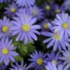 Echte Bosanemoon (Anemone Blanda 'Blue Shades') -DIRECTPLANT Winkel anemone blanda blueshades2