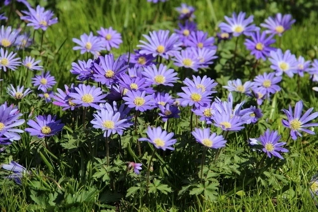 Echte Bosanemoon (Anemone Blanda 'Blue Shades') 4 Echte Bosanemoon (Anemone Blanda 'Blue Shades') - Afbeelding 2