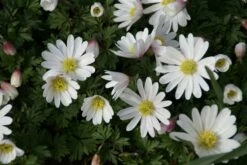 DIRECTPLANT Winkel -DIRECTPLANT Winkel anemone blanda whitesplendour 1 1