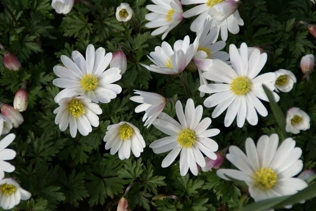 Anemoon (Anemone Blanda 'White Splendour') 4 Anemoon (Anemone Blanda 'White Splendour') - Afbeelding 2