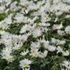 Anemoon (Anemone Blanda 'White Splendour') -DIRECTPLANT Winkel anemone blanda whitesplendour 4 1 1