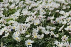 DIRECTPLANT Winkel 19 Anemoon (Anemone Blanda 'White Splendour')