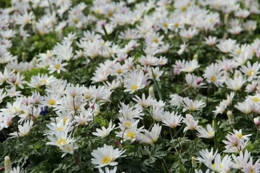 Anemoon (Anemone Blanda 'White Splendour') 2 Anemoon (Anemone Blanda 'White Splendour') -DIRECTPLANT Winkel anemone blanda whitesplendour 4 1 1
