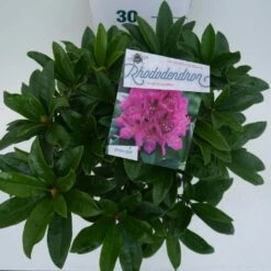 Rhododendron (Rhododendron 'Anah Kruschke') -DIRECTPLANT Winkel annah kruschke c5 boven 1