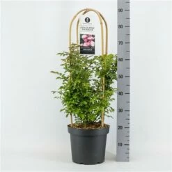 Klimroos (Rosa 'Anna's Pink Rambler')