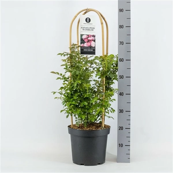 Klimroos (Rosa 'Anna's Pink Rambler') 3 Klimroos (Rosa 'Anna's Pink Rambler')