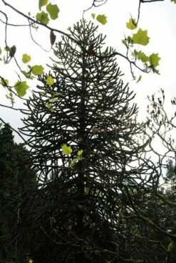 Apeboom (Araucaria Araucana) -DIRECTPLANT Winkel araucaria araucana