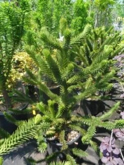 Apeboom (Araucaria Araucana) -DIRECTPLANT Winkel araucaria araucana 100 125 150