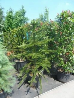 Apeboom (Araucaria Araucana) -DIRECTPLANT Winkel araucaria araucana 150 175