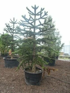 Apeboom (Araucaria Araucana) -DIRECTPLANT Winkel araucaria araucana 275 300