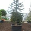 Apeboom (Araucaria Araucana) 1 Apeboom (Araucaria Araucana) -DIRECTPLANT Winkel araucaria araucana 300 325