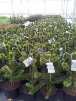 Apeboom (Araucaria Araucana) -DIRECTPLANT Winkel araucaria c15