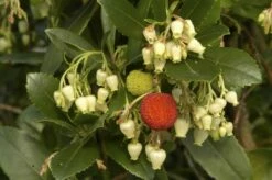 Aardbeiboom (Arbutus Unedo) -DIRECTPLANT Winkel arbutus unedo 1