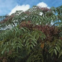 Duivelswandelstok (Aralia Elata) -DIRECTPLANT Winkel arelata 20 3