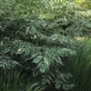 Duivelswandelstok (Aralia Elata 'Silver Umbrella') -DIRECTPLANT Winkel aresumbr 3