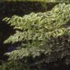 Duivelswandelstok (Aralia Elata 'Variegata') -DIRECTPLANT Winkel arevarie 3