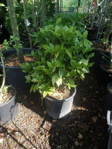 Broodboom (Aucuba Japonica 'Rozannie') 6 Broodboom (Aucuba Japonica 'Rozannie') - Afbeelding 4