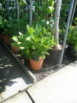 Broodboom (Aucuba Japonica 'Rozannie') 14 Broodboom (Aucuba Japonica 'Rozannie') -DIRECTPLANT Winkel aucuba japonica rozannie c10