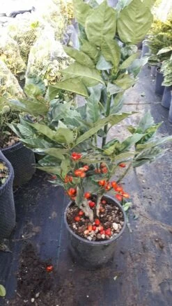 Broodboom (Aucuba Japonica 'Rozannie') 17 Broodboom (Aucuba Japonica 'Rozannie') -DIRECTPLANT Winkel aucuba rozanne