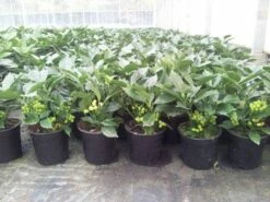 Broodboom (Aucuba Japonica 'Rozannie') 16 Broodboom (Aucuba Japonica 'Rozannie') -DIRECTPLANT Winkel aucuba rozannie p17