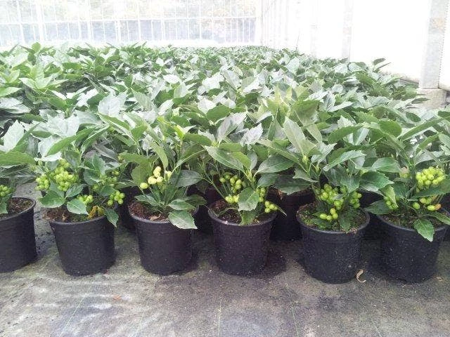 Broodboom (Aucuba Japonica 'Rozannie') 9 Broodboom (Aucuba Japonica 'Rozannie') - Afbeelding 7