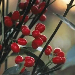 Broodboom (Aucuba Japonica 'Rozannie')