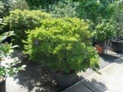 Japanse Azalea (Rhododendron 'Madame Van Hecke') -DIRECTPLANT Winkel azalea japonica 125 150 c70