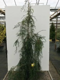 Azara (Azara Microphylla) -DIRECTPLANT Winkel azara microphylla c20