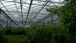 Niet Woekerende Bamboe (Fargesia 'Jiuzhaigou') 28 Niet Woekerende Bamboe (Fargesia 'Jiuzhaigou') -DIRECTPLANT Winkel bamboe 2