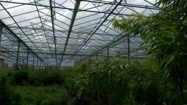 Niet Woekerende Bamboe (Fargesia 'Jiuzhaigou') 12 Niet Woekerende Bamboe (Fargesia 'Jiuzhaigou') - Afbeelding 10