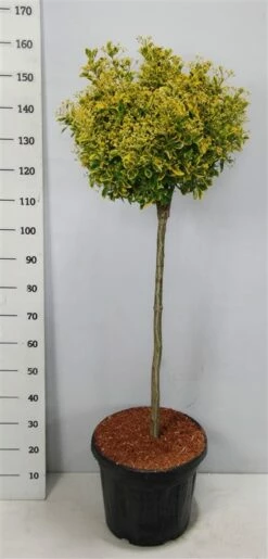 Kardinaalshoed Op Stam (Euonymus Japonicus 'Aureus') -DIRECTPLANT Winkel bc88a2ba3e99a73a1f95554f396bcc6d