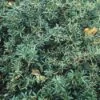 Zuurbes (Berberis Candidula) -DIRECTPLANT Winkel becandid 1