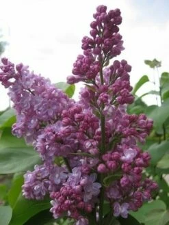 Sering (Syringa Vulgaris 'Belle De Nancy')