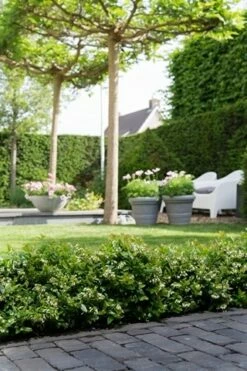 BerryBux Blauwe Bes (Vaccinium Angustifolium ’BerryBux') -DIRECTPLANT Winkel berrybux heg bloei hr 4095