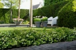 BerryBux Blauwe Bes (Vaccinium Angustifolium ’BerryBux') -DIRECTPLANT Winkel berrybux heg bloei hr 4057