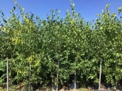 Meerstammige Berk (Betula Pendula) -DIRECTPLANT Winkel betula pendula 200 250cm meerstammig