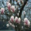 Beverboom (Magnolia Soulangeana Als Boom) -DIRECTPLANT Winkel beverboom magnolia soulangeana 507 644