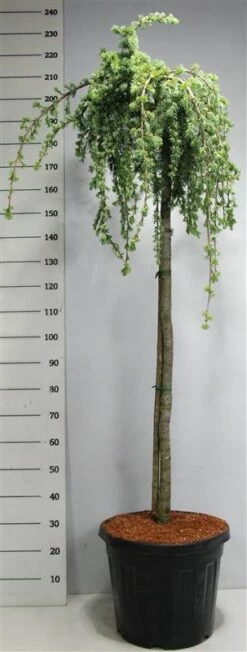 Treurceder Op Stam (Cedrus Libani 'Glauca Pendula') -DIRECTPLANT Winkel bf626bb3ffe06d8a36e0e5cfc965630a