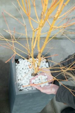 Japanse Esdoorn (Acer Palmatum 'Bi Hoo') -DIRECTPLANT Winkel bi hoo 1