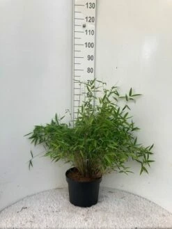 Niet Woekerende Bamboe (Fargesia Murieliae 'Bimbo') -DIRECTPLANT Winkel bimbo c10