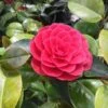 Camelia Als Leivorm (Camellia Japonica 'Black Lace') -DIRECTPLANT Winkel blacklace