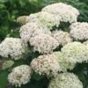 Hortensia (Hydrangea 'BellaRagazza Blanchetta') -DIRECTPLANT Winkel blanchettadwergannabelle 2