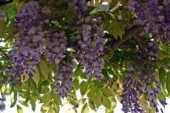 Blauwe Regen (Wisteria Sinensis 'Prolific') -DIRECTPLANT Winkel blauweregen